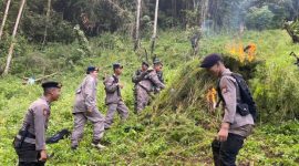 Polda Sumut Musnahkan 110 Ton Ganja. (Foto: istimewa)

