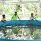 Dinas Ketahanan Pangan dan Pertanian Kabupaten Samosir, Sumatera Utara, memberdayakan petani ikan di daerah itu untuk mengembangkan budi daya ikan dengan menggunakan sistem bioflok.