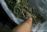 Satuan Reserse Narkoba Polres Pakpak Bharat kembali menunjukkan komitmennya dalam memberantas peredaran narkotika di wilayah hukum setempat. (Ilustrasi)