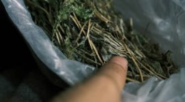 Satuan Reserse Narkoba Polres Pakpak Bharat kembali menunjukkan komitmennya dalam memberantas peredaran narkotika di wilayah hukum setempat. (Ilustrasi)