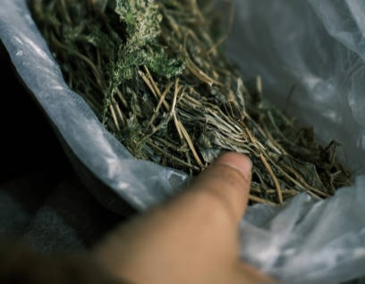 Satuan Reserse Narkoba Polres Pakpak Bharat kembali menunjukkan komitmennya dalam memberantas peredaran narkotika di wilayah hukum setempat. (Ilustrasi)